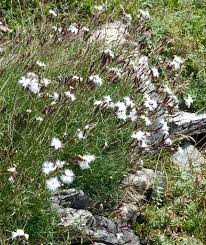 Image result for Dianthus chimanimaniensis