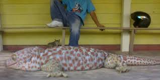 Bagaimana Cara Menangkap Tokek Paling Mudah Untuk Segala Ukuran Diskusi Kesehatan Hewan Dictio Community Santai, anda bisa membuat sendiri jebakan cicak yang sangat sederhana tapi efektif. bagaimana cara menangkap tokek paling