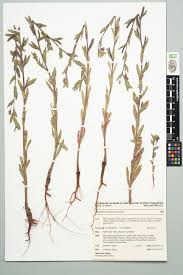 Image result for Oenothera indecora