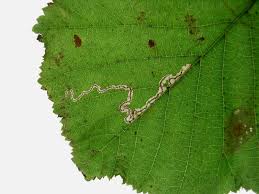 Image result for Stigmella floslactella
