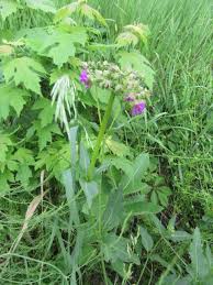 Image result for Macrotyloma ellipticum