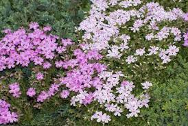 Zone 4 Ground Covers Choosing Plants For Zone 4 Ground Coverage Zone 4 Ground Covers Must Be Hardy To Winter Ground Cover Plants Ground Cover Creeping Phlox