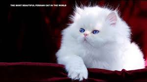 Venus is an internet celebrity, in fact, she is one of the most popular cats in the world with more than 2 million followers on instagram. The World Most Beautiful Persian Cat Videos Youtube