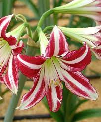 Pin On Fragrant Amaryllis Varieties