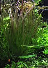 Image result for Blyxa