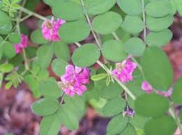 Image result for Indigofera roseo-caerulea