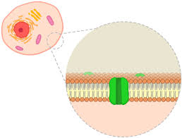 We did not find results for: Phospholipid Bilayer Ck 12 Foundation
