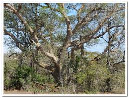Image result for Ficus craterostoma