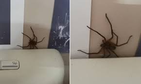 Money spiders are tiny, less than 5mm in length. Flushed Out Giant Spider Lives In A Family S Bathroom And Only Emerges When Someone Uses The Toilet Daily Mail Online