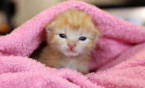Kitteh!