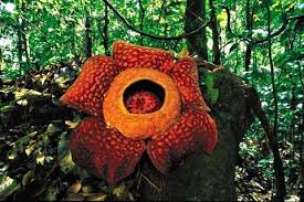 Pin On The Rainforest