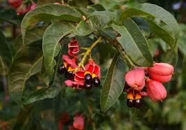 Image result for Blighia