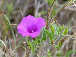 Image result for Ipomoea bolusiana