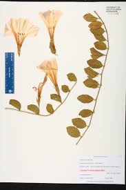 Image result for Bonamia spectabilis