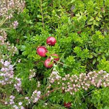 Image result for Vaccinium madagascariense