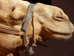 Dromedary camels, which have one hump, and bactrian camels, which have two humps. The Meaning Of The Camel Power Animal As Your Totem Exemplore