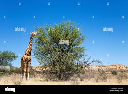 Image result for Acacia haematoxylon