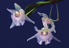 Image result for Microcharis latifolia