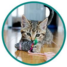 Make a donation to central florida animal rescue, inc. Adopt Humane Society Of North Central Florida