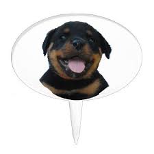 Pin On Rottweiler Puppy