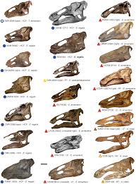 File Edmontosaurus Skulls Png Wikimedia Commons
