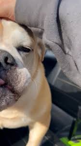 Daisy, Winston, and Serena!!!☀️😄🐾