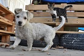 Kedi Yavrusu Ile Kopek Yavrusunun Dostlugu Elazig Son Haber Elazig Haber Elazig Son Dakika Haberleri