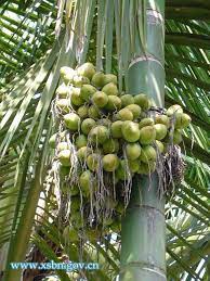 Pin On Eden Food Forest Gardens