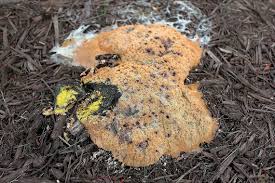 Yellow slime slime mould arrow keys close image vineyard outdoor outdoors vine yard vineyard vines. Dog Vomit Slime Mold By Ruth Spigelman Jungledragon