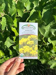 Image result for Helichrysum chasei