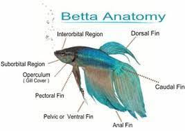 Siamese Fish Anatomy Fish Anatomy Fish Betta Fish