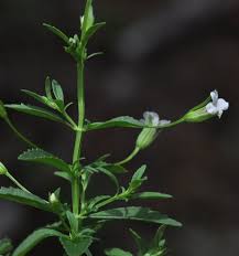 Image result for Melhania acuminata