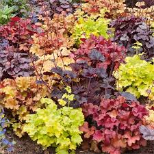 Image result for heuchera americana