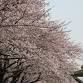 Sumida Koen Cherry Blossom Festival event image