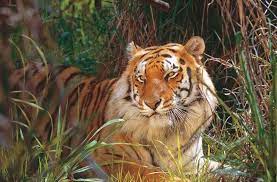 Tiger Island Things To Do Tiger Big Cats Island