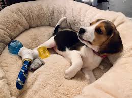 Https Preview Redd It Hqm8fl93bug51 Jpg Width 4032 Format Pjpg Auto Webp S 388411188cd978c99774005065d16128d6717062 Cute Funny Animals Beagle Puppies