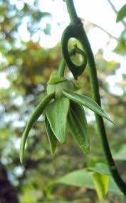 Image result for Artabotrys hexapetalus