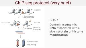 Measuring the activity of writers and erasers. Chip Seq Analysis 2 28 Ppt Download