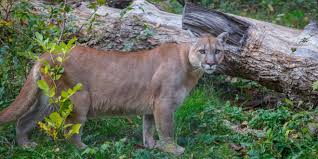 Jul 03, 2021 · kalifornischer zoo impft tiere. Pumas Und Luchse In Kanada Kanada Reisen Informationsportal
