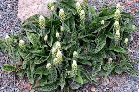 Image result for Dicliptera maculata