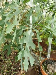 Image result for Cussonia paniculata