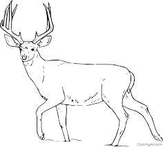 Having the deer coloring pages is one of the great ways that you can do to develop their ability in coloring a picture. Realistic Whitetail Walking Coloring Page Coloringall