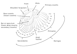 How To Id A Feather The Infinite Spider