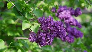 Maybe you would like to learn more about one of these? Lilac Purple Flowers Tree With Stock Footage Video 100 Royalty Free 18222991 Shutterstock