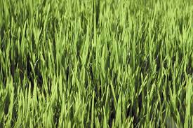 Determine how often to water. Lawn Care Tips How To Fertilize Water Mow And Seed Your Lawn The Old Farmer S Almanac
