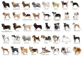 Todo lo que necesites saber de la raza de tu perro la encontrarás en perros.com. Que Raza Serias Si Fueras Perro