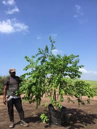 Image result for Combretum