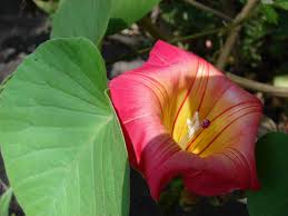 Image result for Stictocardia