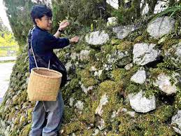 มะม่วงสด xxx