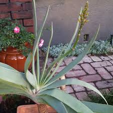 A community for 9 years. Aloe Plicatilis Fan Aloe In Gardentags Plant Encyclopedia